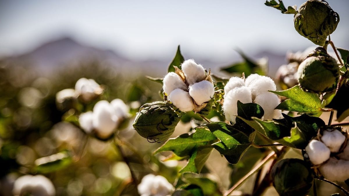 Fotografía que ilustra la noticia: Andalucía prevé un 7,3% más de algodón pese a perder 1.113 hectáreas: la rentabilidad sigue en caída