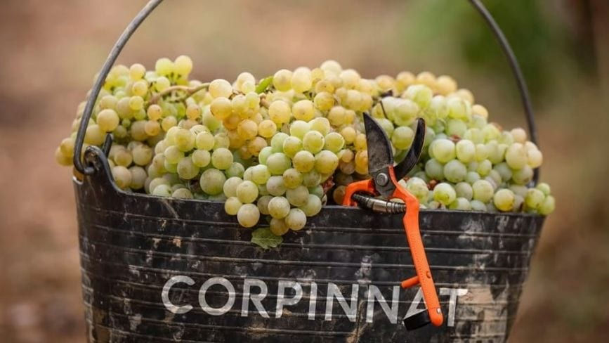 Fotografía que ilustra la noticia: Corpinnat arrebata otra bodega a la DO Cava y suma 24 empresas en plena escalada del espumoso catalán
